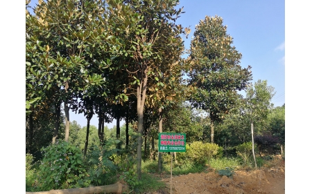 湖南華苑苗木基地實(shí)拍7